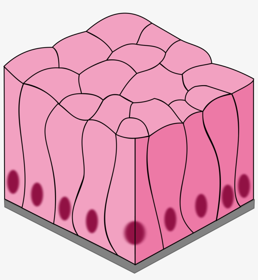 Open - Simple Columnar Epithelium, transparent png download