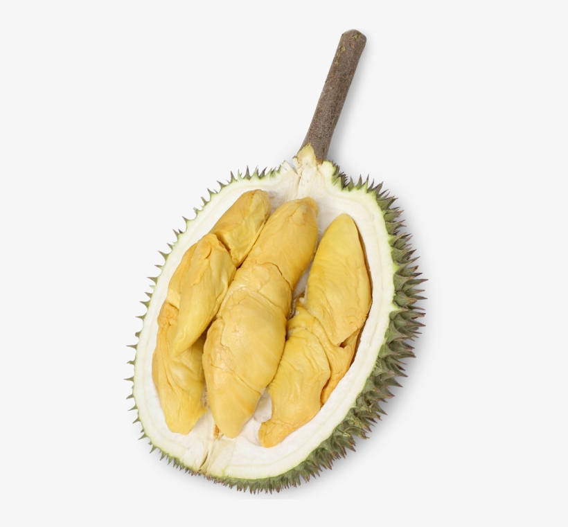 The Durian Story - Durio Zibethinus, transparent png download