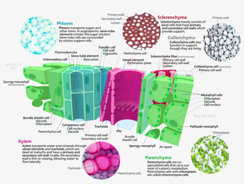 Ground Tissue - Plant Tissue, transparent png download