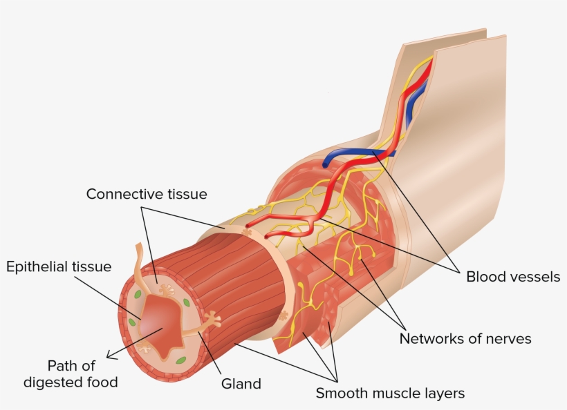 Subintimal Layer Blood Vessels, transparent png download