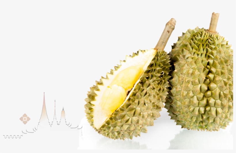特别是 金枕头 ,独特的甜蜜,芳香和美味,使金枕头得到了 泰国当地人的喜爱 - Durian, transparent png download