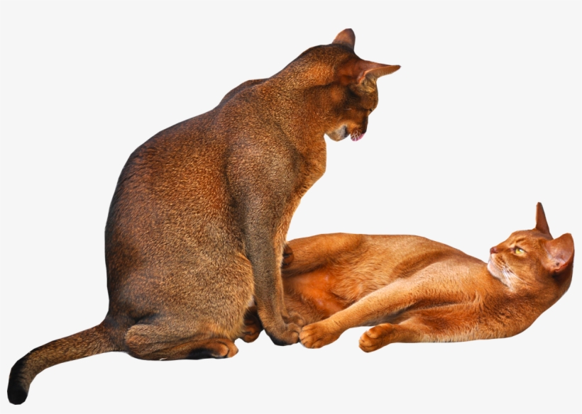 Free Cat Png "2 Cats" Png With Transparent Background - Cat, transparent png download