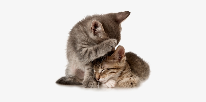 Duis Autem Vel Eum Iriure Dolor In Hendrerit In Vulputate - 2 Cats Png, transparent png download