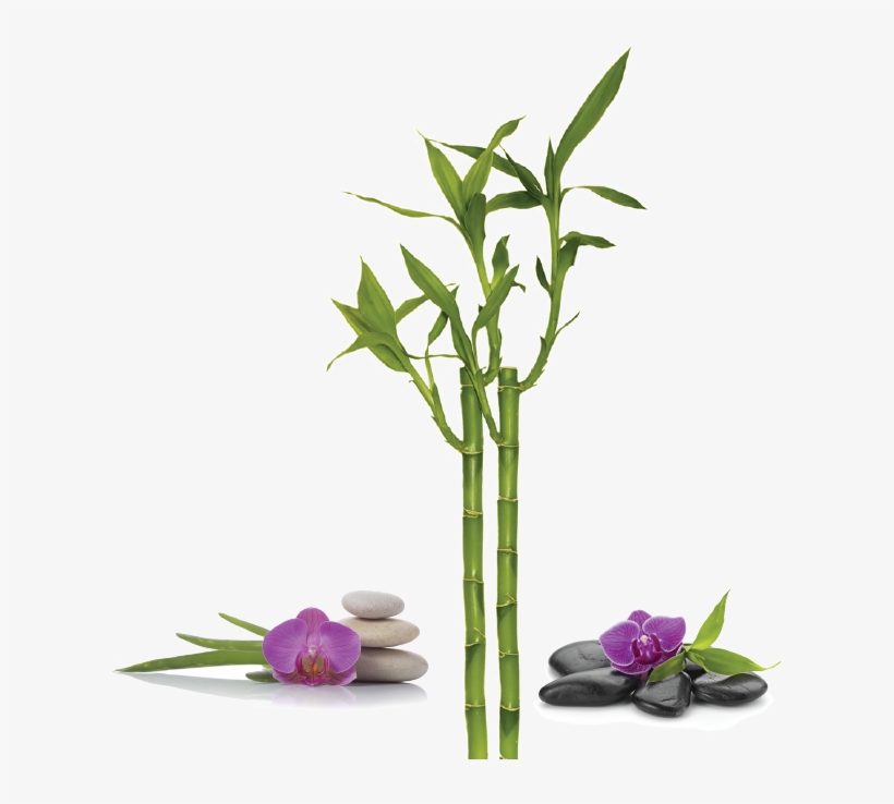Bamboo, transparent png download
