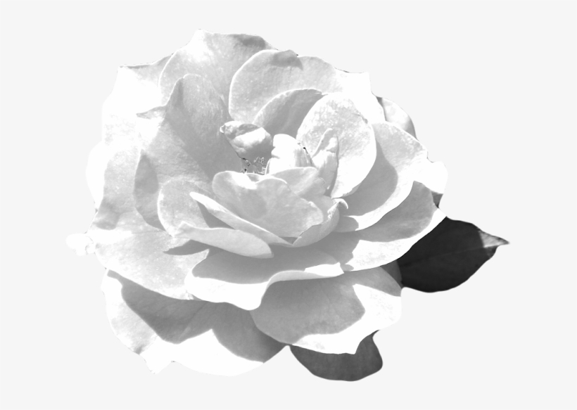 This Is The Rose Flower Png Guitar Silhouette Png - Garden Roses, transparent png download
