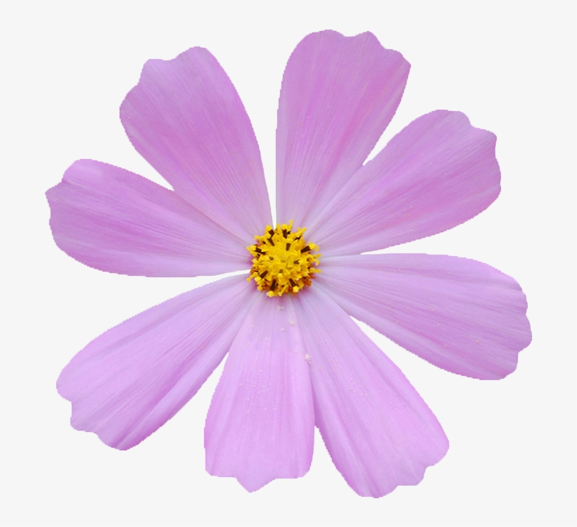 Bipinnatus Stock Photography Hand Painted Flowers Handpainted, transparent png download