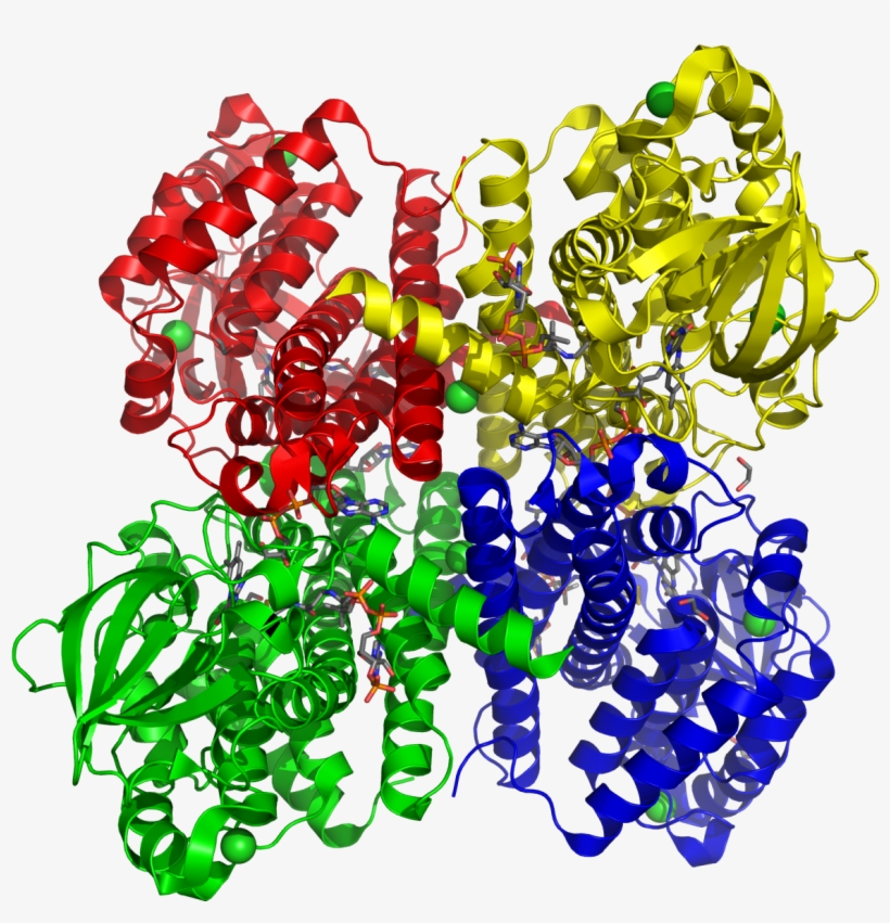 Short Branched Chain Acyl-coa Dehydrogenase 2jif, transparent png download