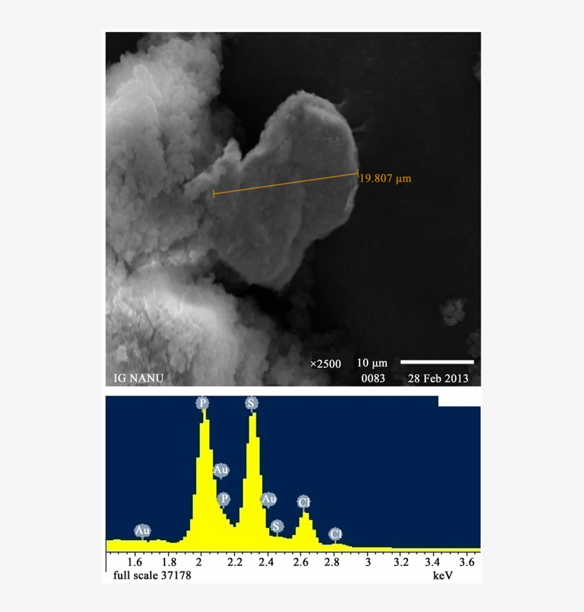 Sem Image And Eds Spectra Of Gold Particles Embedded, transparent png download