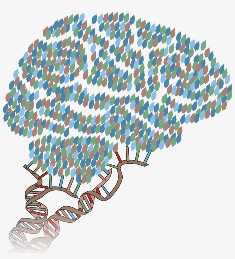 Evrony Lab, transparent png download