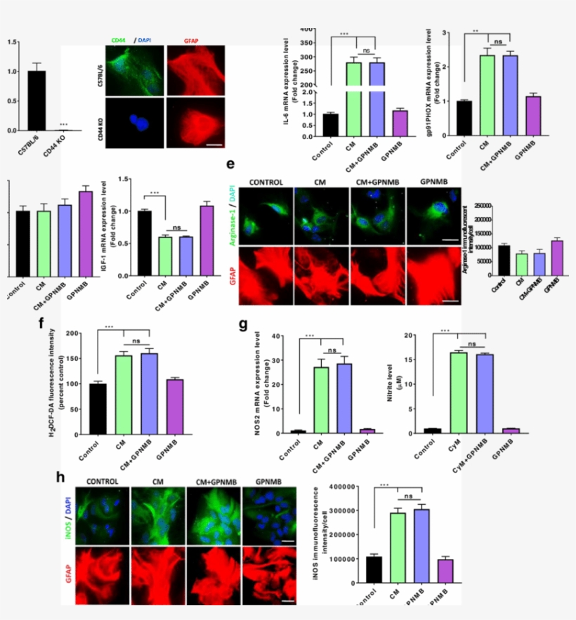 Cd44 Ko Attenuates The Gpnmb Induced Reduction Of Cultured, transparent png download