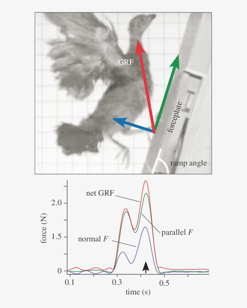 Bottom Panel Shows A Representative Force Trace From, transparent png download