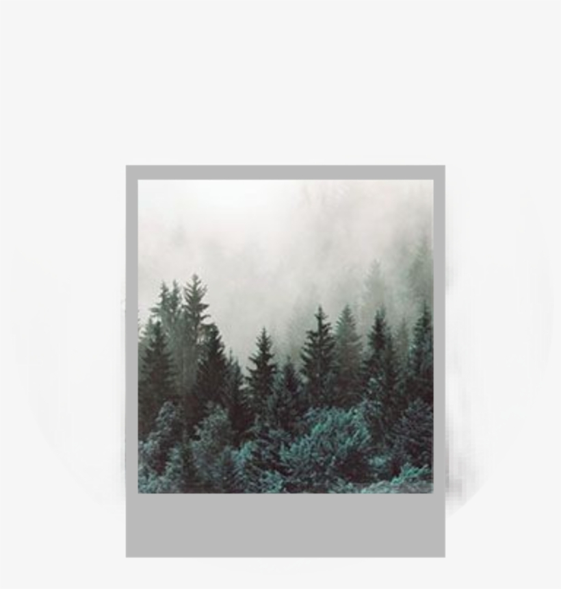 Edited Editit Photo Wood Forest Trees, transparent png download