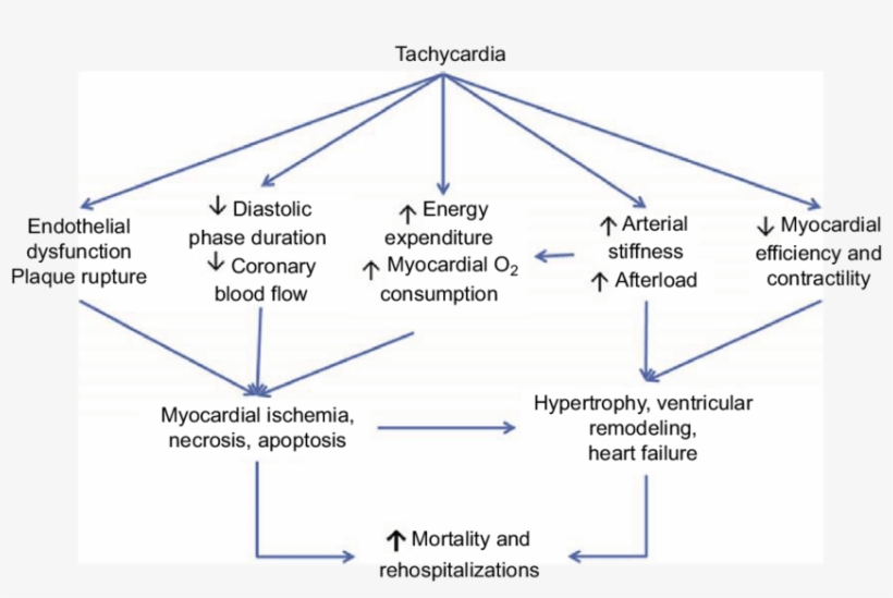 The Cause Of Increased Morbidity And Mortality With, transparent png download