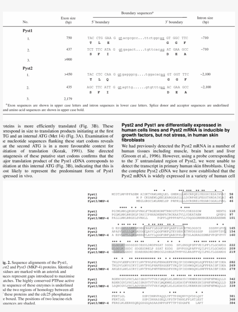 Exon-intron Boundary Sequences Of The Human Pyst1 And, transparent png download