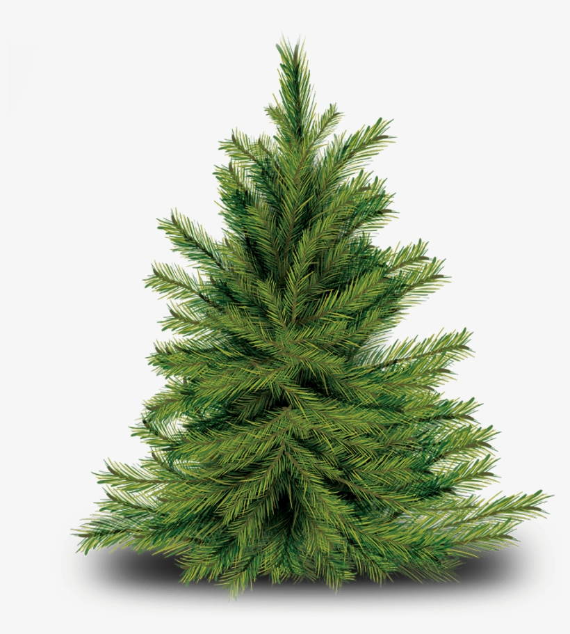 Img_tree.png, transparent png download