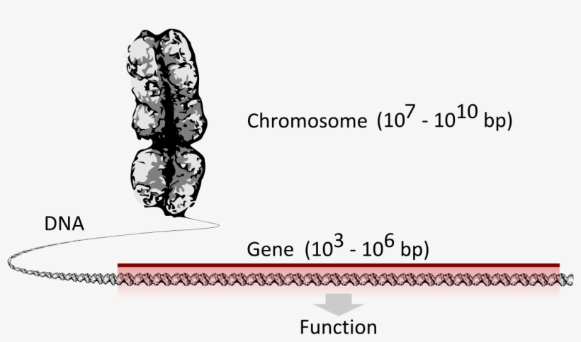Chromosome Dna Gene, transparent png download