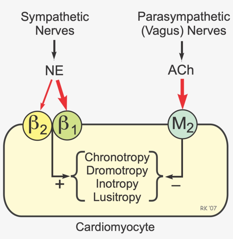 Cardiac Autonomic Receptors, transparent png download