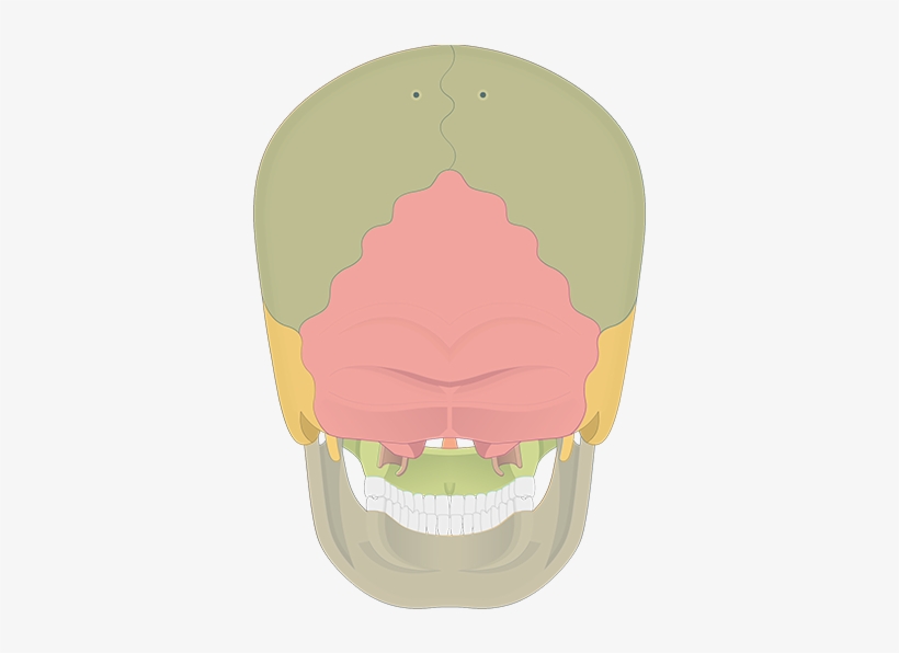 Bones.png, transparent png download