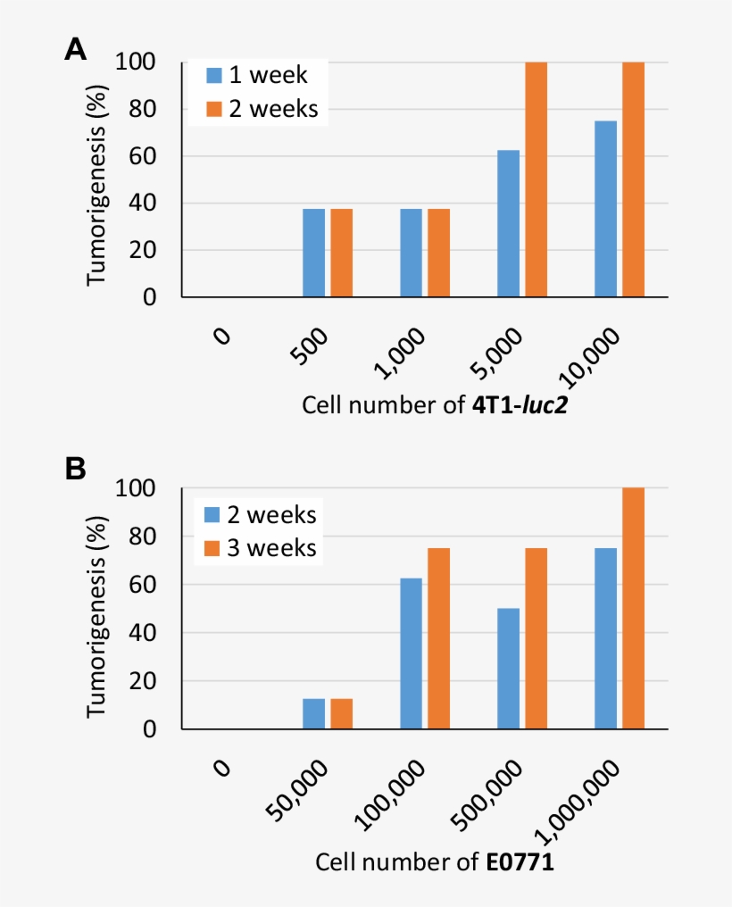 E Number Of Cells In Matrigel Inoculates Required To, transparent png download