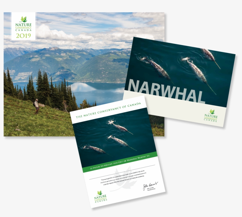 Narwhal Png, transparent png download