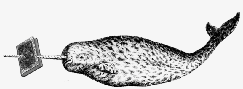 Flat-narwhal, transparent png download