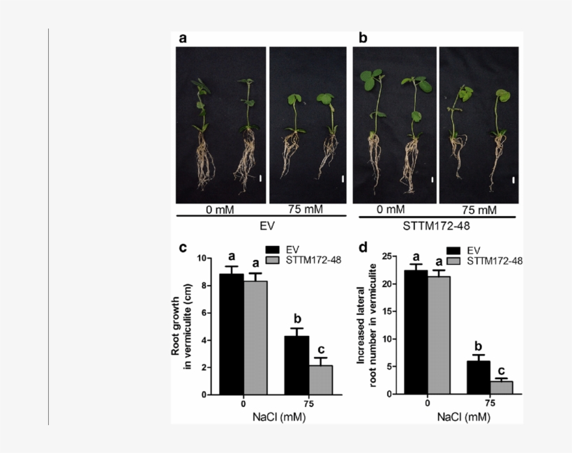 Salt Sensitivity Of Soybean Roots, transparent png download