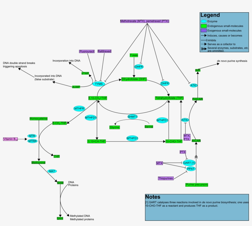 Folate Cycle-shorter Inhibitory Arrows - Diagram, transparent png download