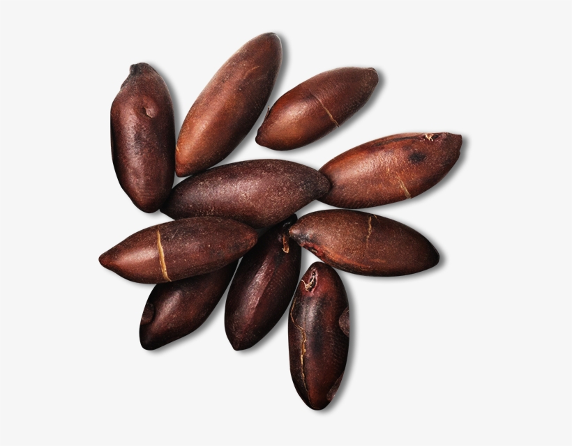 The Healthiest Nuts In The World* - Baruka Nut, transparent png download