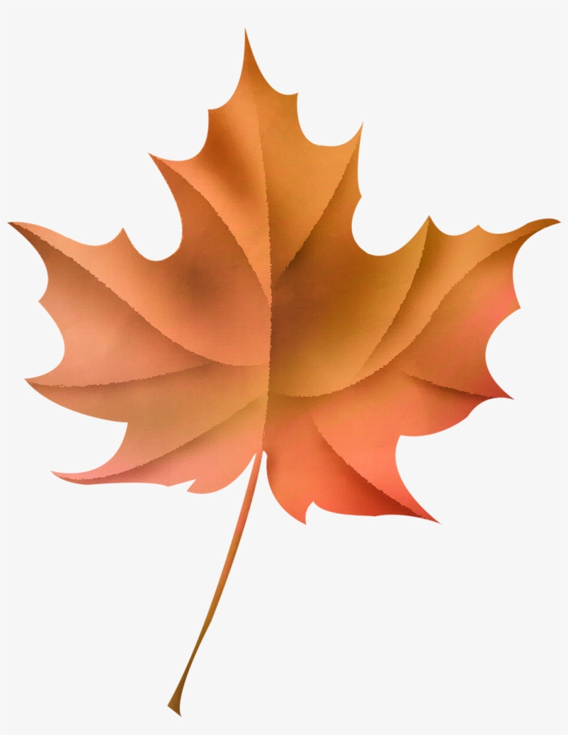 Ldw Af - Hojas Hermosas, transparent png download