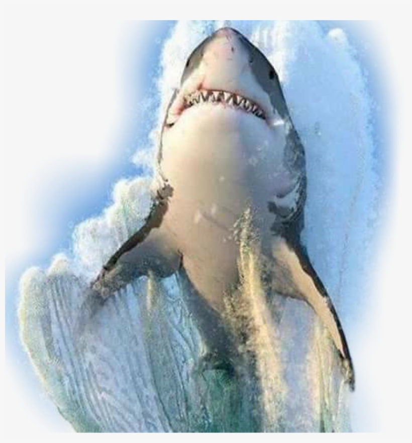 Great White Breaching, transparent png download