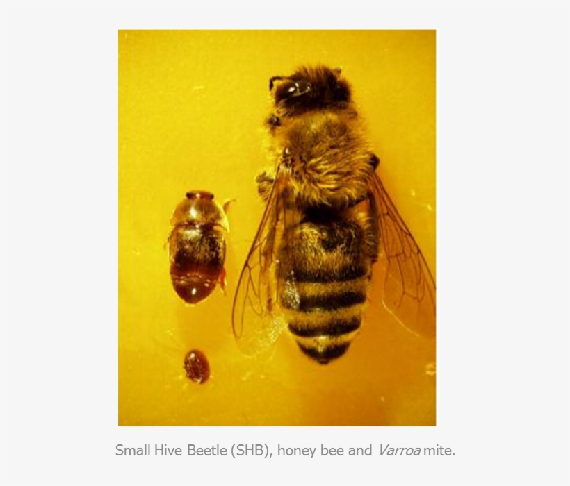 In Dead Honey Bee Colonies Or Exposed Beekeeping Equipment, - Honeybee, transparent png download