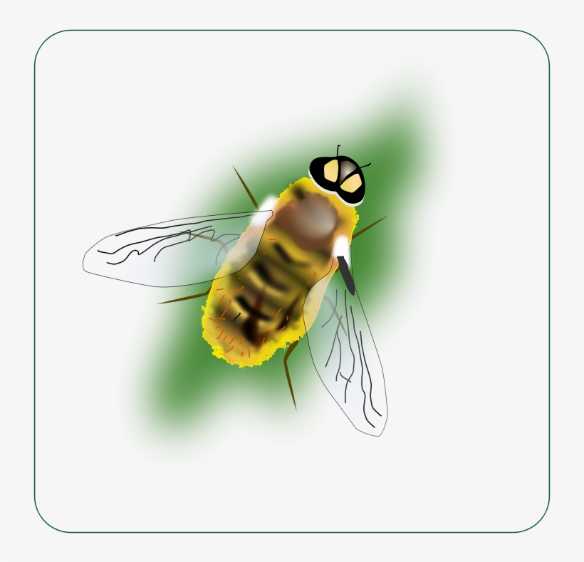 Honeybee - Bee Clipart, transparent png download