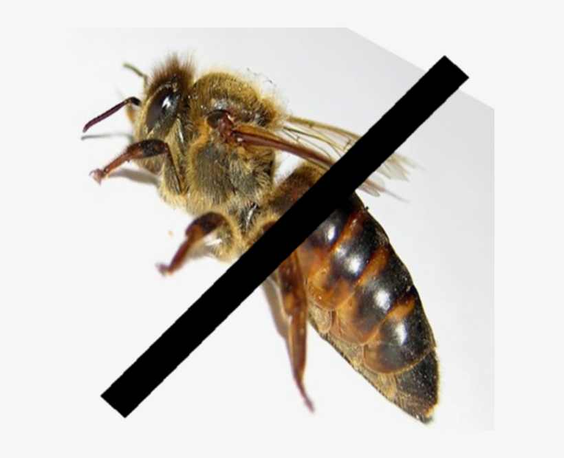 Featured Image - Honeybee, transparent png download