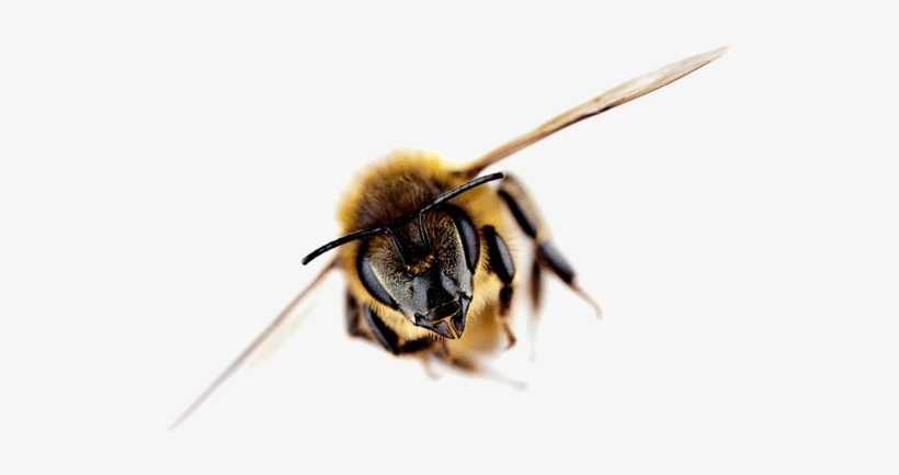 Post Navigation - New Zealand Honey Bee, transparent png download