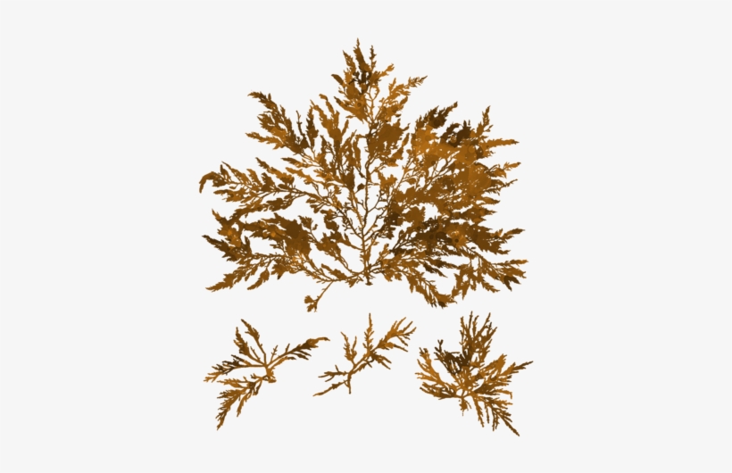 Click And Drag To Re-position The Image, If Desired - Lamina, transparent png download