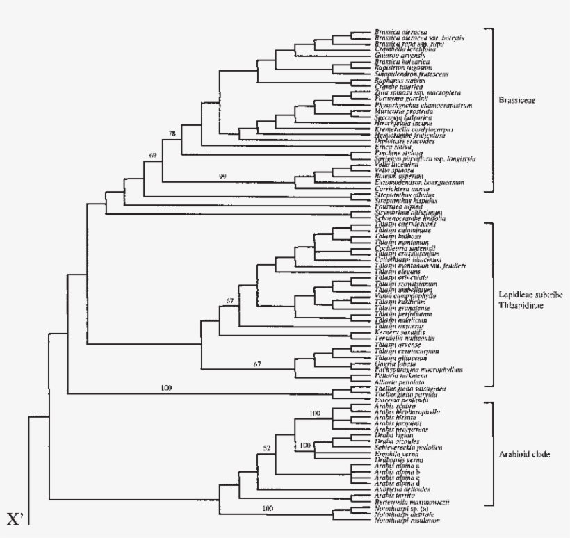 Strict Consensus Of The 14 580 Most Parsimonious Trees - Phyllostomidae Phylogeny, transparent png download