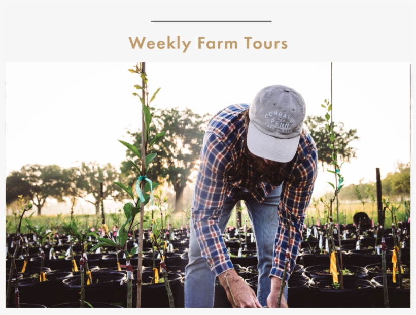 Weekly-05 - Congaree And Penn, transparent png download