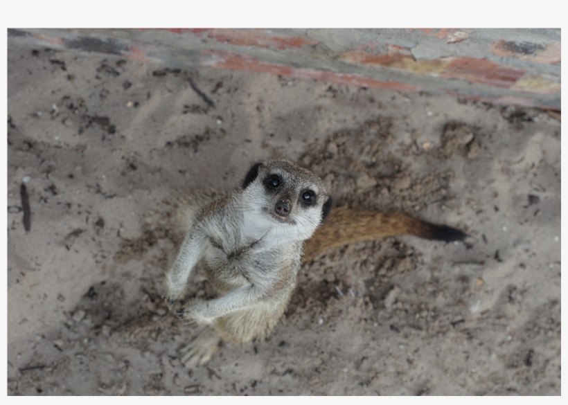 Meerkat, transparent png download