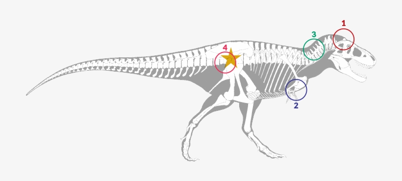 1 - - Skeleton, transparent png download