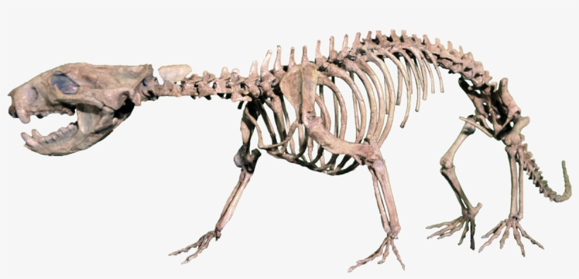 Didelphodon Vorax, transparent png download