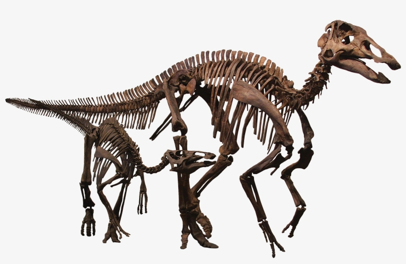 Scheletri Dinosauri Png, transparent png download