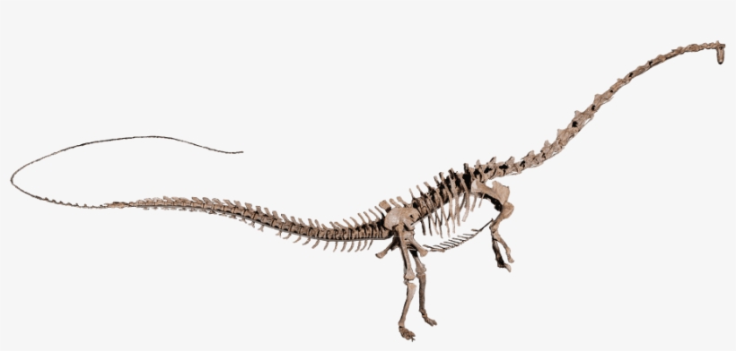Amphicoelias Brontodiplodocus - Amphicoelias Skeleton, transparent png download