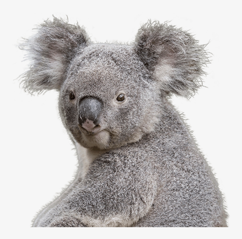 Koala Transparent Png Clipart - Koala Png, transparent png download