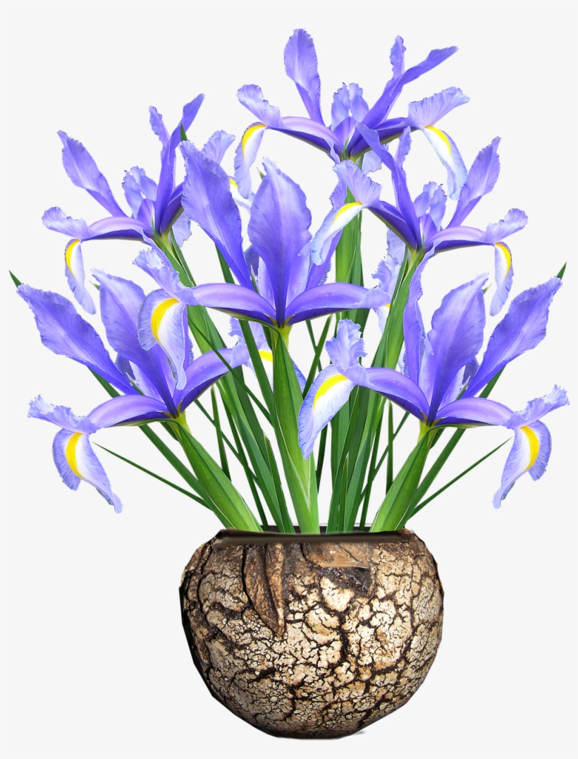 Dutch Iris,blue,flowers,vase - Vase, transparent png download