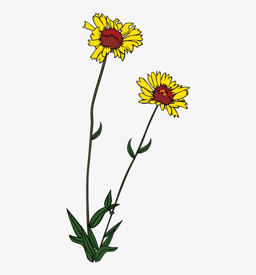 Gg Gaillardia Aristata - Wildflower Clip Art, transparent png download