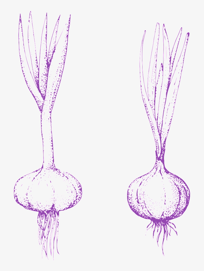 Hand Painted Garlic Transparent Vegetables - Shallot, transparent png download