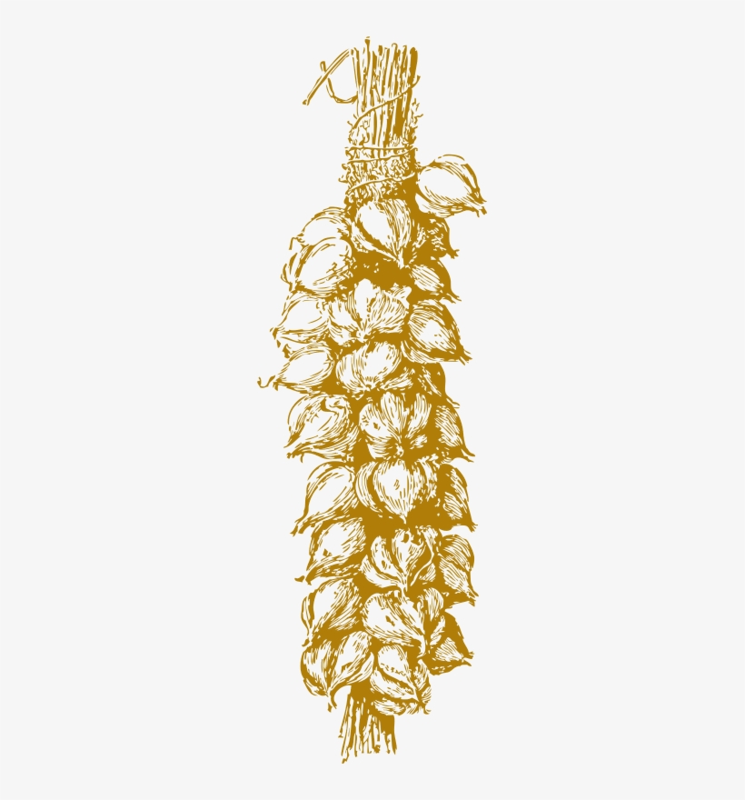 Garlic, transparent png download