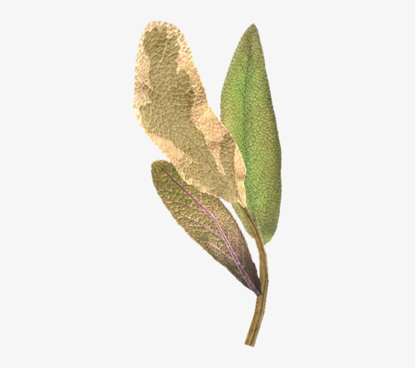 Tesv Elves Ear - The Elder Scrolls V: Skyrim, transparent png download