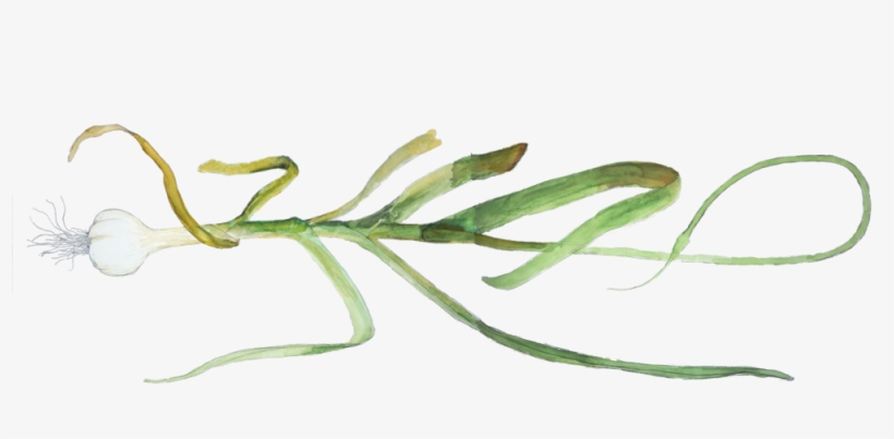 Hierochloe, transparent png download