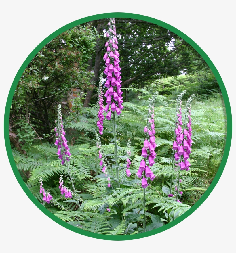 Shaded Hedgerow & Woodland Wildflower Seeds - Wild Flowers Hedgerows, transparent png download